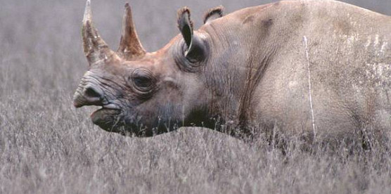 Ngorongoro Day Tour